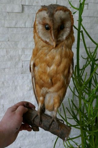 Old Lovely Vintage Premium Barn Owl Taxidermy Collectors Papers About 1970