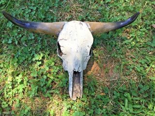 Vintage Steer Longhorn Cow Bull Wall Plaque Sculpture Taxidermy Skull Unique