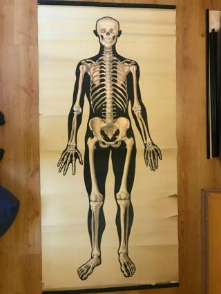 Big Vintage Medical Pull Down School Chart Of Sceleton Man