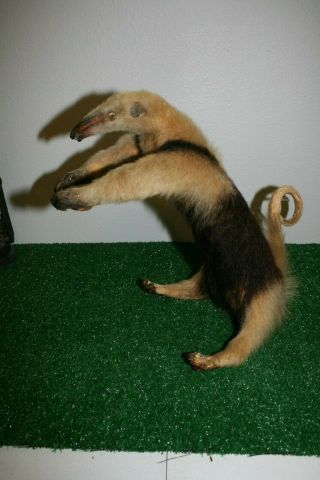 Vintage Southern Tamandua Collared Anteater Taxidermy In Defensive Pose