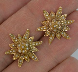 Victorian 15 Carat Gold And Seed Pearl Star Flower Stud Earrings P1812