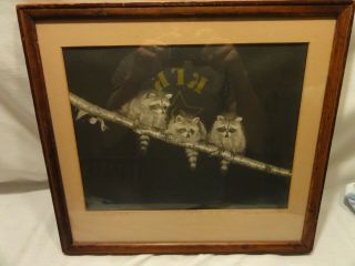Vintage Hobart Roberts Photograph Print " Three Little Tails " Raccoons