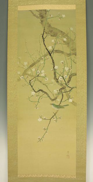 掛軸1967 Japanese Hanging Scroll : Kodama Teruhiko " Ume Tree And Bird " @b719