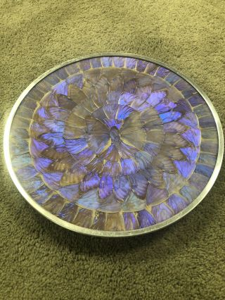 Vintage Butterfly Wing Plate Wall Hanging Stunning Wild Blue Purple Color Morpho