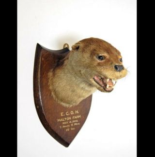 Taxidermy Eurasian Otter By William Farren - 1936 Antique Sporting Trophy Mount