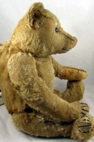 Wonderful Early Antique Steiff Teddy Bear c1907 16” 4