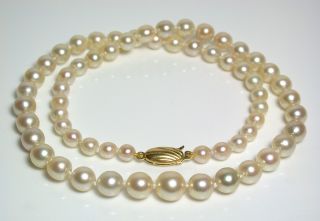 Vintage Aaa Quality 5 - 8.  3mm Golden Akoya Cultured Pearl & 9ct Gold Necklace