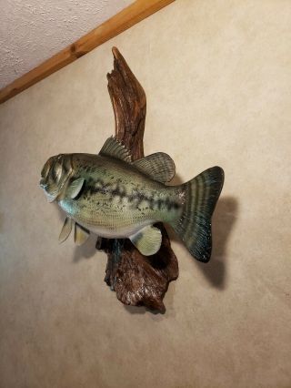 Largemouth Bass Trophy Wood Carving Taxidermy Fish Fishing Lure Casey Edwards 10
