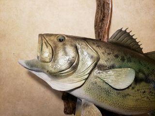 Largemouth Bass Trophy Wood Carving Taxidermy Fish Fishing Lure Casey Edwards 5