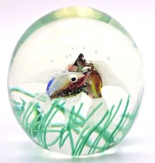 Splendid Huge 5 " Vintage Murano Cenedese Fish Aquarium Art Glass Paperweight