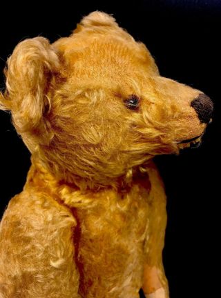 Wonderful Antique Steiff Mohair 16 Inch Teddy Bear 12