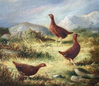 Grouse on a Grassy Plateau Antique Oil Painting by Thomas Hold (1842 - 1902) 3
