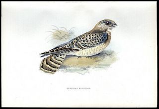 1881 Rev.  F.  Morris 4 Bird Prints Gray Wagtail,  Egyptian Nightjar,  Linnet,  Finch