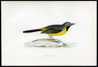 1881 Rev.  F.  Morris 4 Bird Prints Gray Wagtail,  Egyptian Nightjar,  Linnet,  Finch 2