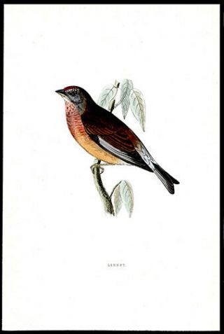 1881 Rev.  F.  Morris 4 Bird Prints Gray Wagtail,  Egyptian Nightjar,  Linnet,  Finch 3