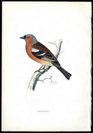 1881 Rev.  F.  Morris 4 Bird Prints Gray Wagtail,  Egyptian Nightjar,  Linnet,  Finch 4