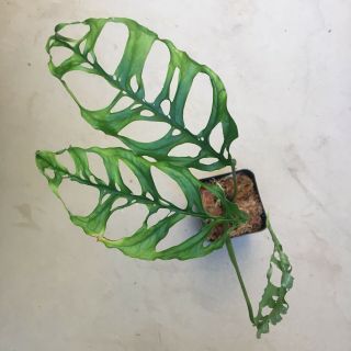 Monstera Obliqua Rooted Cutting Extremely Rare Aroid - This Is The Real Deal