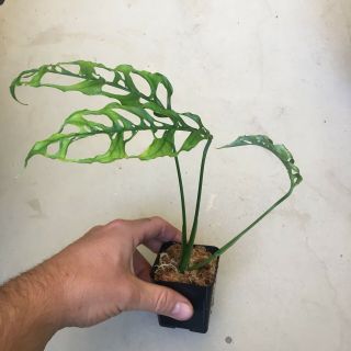 Monstera obliqua Rooted Cutting Extremely Rare Aroid - This Is The Real Deal 4