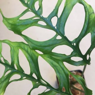 Monstera obliqua Rooted Cutting Extremely Rare Aroid - This Is The Real Deal 6