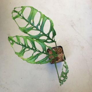 Monstera obliqua Rooted Cutting Extremely Rare Aroid - This Is The Real Deal 7