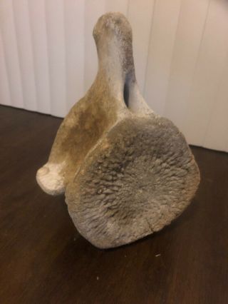 Vintage Whale Vertebrae Fossil Found In South Pacific Coast Of Baja Ca