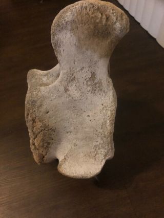 Vintage Whale Vertebrae Fossil Found In South Pacific Coast Of Baja CA 2