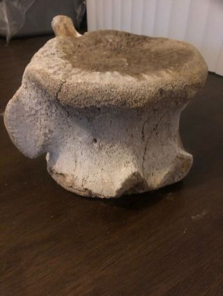 Vintage Whale Vertebrae Fossil Found In South Pacific Coast Of Baja CA 4