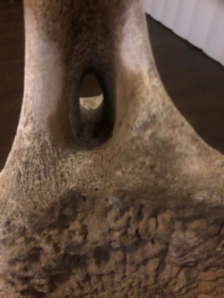 Vintage Whale Vertebrae Fossil Found In South Pacific Coast Of Baja CA 5