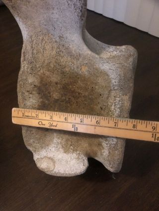 Vintage Whale Vertebrae Fossil Found In South Pacific Coast Of Baja CA 6