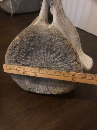 Vintage Whale Vertebrae Fossil Found In South Pacific Coast Of Baja CA 7