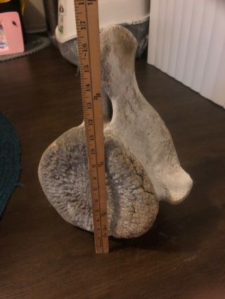 Vintage Whale Vertebrae Fossil Found In South Pacific Coast Of Baja CA 8