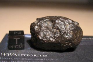 Meteorite NWA 8785 - Rare EL3 enstatite chondrite - Main Mass 3