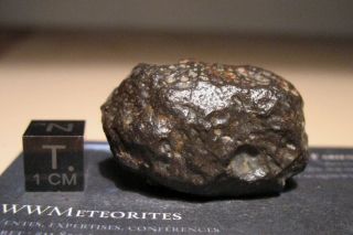 Meteorite NWA 8785 - Rare EL3 enstatite chondrite - Main Mass 4