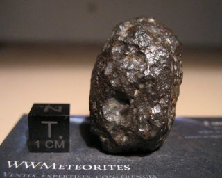 Meteorite NWA 8785 - Rare EL3 enstatite chondrite - Main Mass 5
