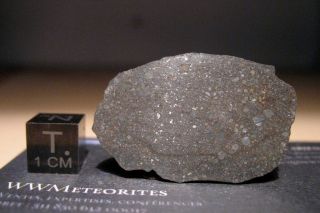 Meteorite NWA 8785 - Rare EL3 enstatite chondrite - Main Mass 6