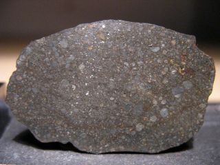 Meteorite NWA 8785 - Rare EL3 enstatite chondrite - Main Mass 7