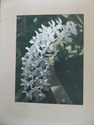 Edithe Beutler Hawaii Hand Colored Oil Vintage Photograph Tree Orchids