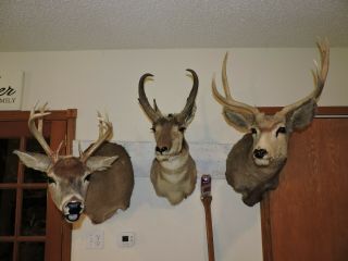 Vtg Trio Whitetail Mule Deer Antelope Head Shoulder Mount Taxidermy Antler Hunt