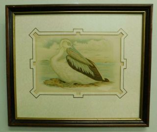 P8 Coloured Litho Print Australian Pelican Bird 1800s In Frame