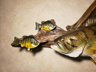 Smallmouth bass bluegill wood carving fish taxidermy fishing lure Casey Edwards 9