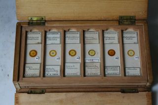 SET OF 36 CASED ANTIQUE DIATOM MICROSCOPE SLIDES BY W.  A.  FIRTH 2