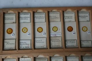 SET OF 36 CASED ANTIQUE DIATOM MICROSCOPE SLIDES BY W.  A.  FIRTH 4