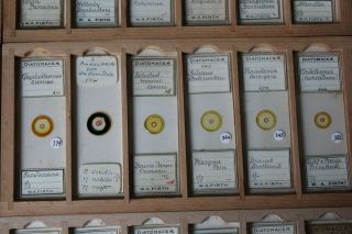 SET OF 36 CASED ANTIQUE DIATOM MICROSCOPE SLIDES BY W.  A.  FIRTH 5