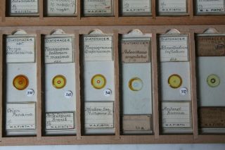 SET OF 36 CASED ANTIQUE DIATOM MICROSCOPE SLIDES BY W.  A.  FIRTH 6
