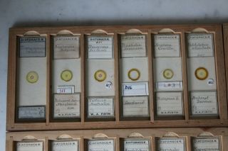 SET OF 36 CASED ANTIQUE DIATOM MICROSCOPE SLIDES BY W.  A.  FIRTH 7
