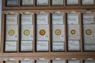 SET OF 36 CASED ANTIQUE DIATOM MICROSCOPE SLIDES BY W.  A.  FIRTH 8