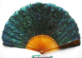 RARE Antique Victorian Faux Tortoiseshell Schildpatt Lophophore Feathe Fan 1890 2