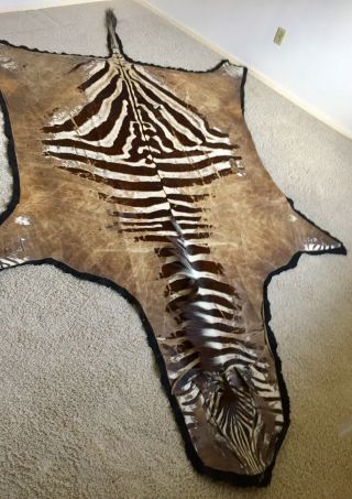 Antique Zebra Skin / Hide / Rug Felt Backed 13 X 7 Quagga?