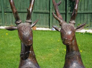 VERY LARGE FINE PAIR Antique Bronze Reindeer QING DYNASTY 4