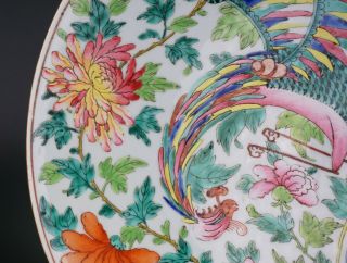 HUGE 13.  4  Chinese Famille Rose Porcelain Nyonya Straits Phoenix Plate 19th C 7